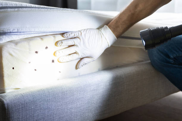 Professional Pest Control in Brooks, KY