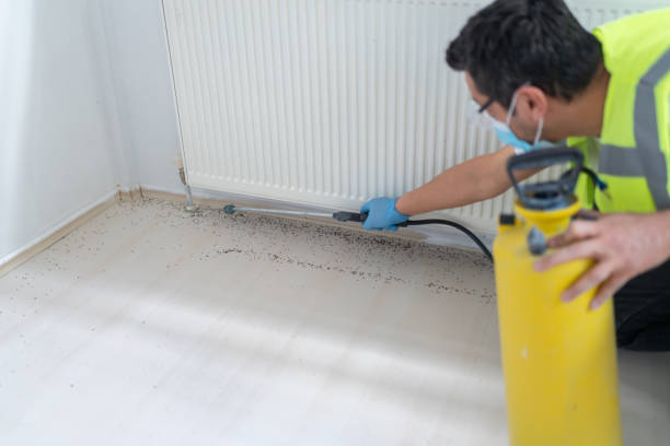Best Wasp Removal Services  in Brooks, KY
